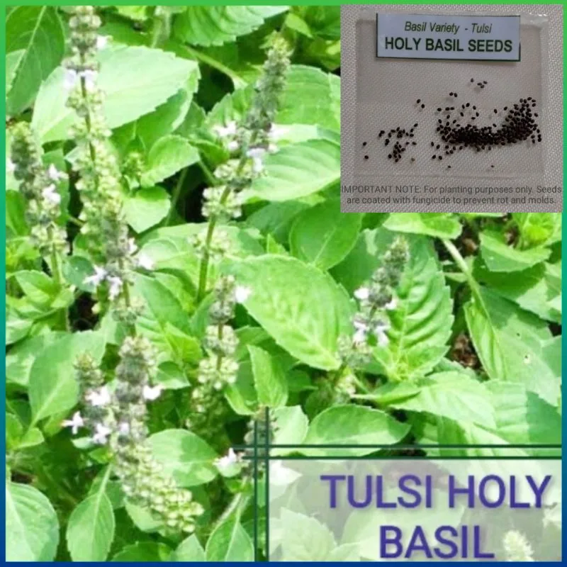 50 Seeds buy 2 get 1 free Basil Tulsi Holy Basil for Sale Easy