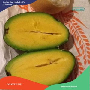 Asli! Bibit Alpukat Tanpa Biji -Tanaman Buah Hidup- Original dan bergaransi