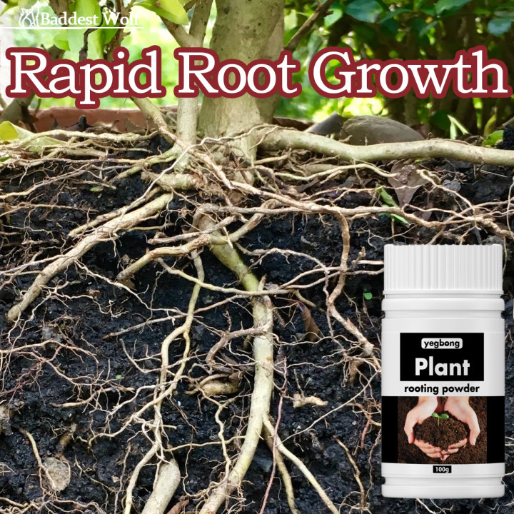 Rapid Rooting Powder 100g | Lazada PH