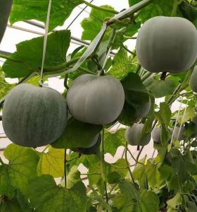 Biji Benih Kundur Pandan(15 Seeds)/ 一串铃冬瓜种子/Small Winter Melon Seeds /A Bunch of Bells MelonSeeds
