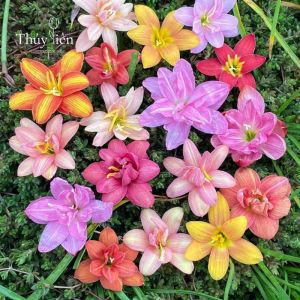 Combo 10 củ hoa huệ mưa mix màucủ tóc tiêncủ ngãi nàng mơn