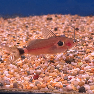 two spot mystus catfish / 两点猫鱼   8-9cm