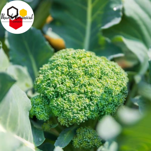 Broccoli seeds (200seeds High Germination) For Gardening and Broccoli Sprouts
