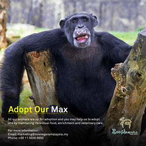 Zoo Negara - Adopt our Max