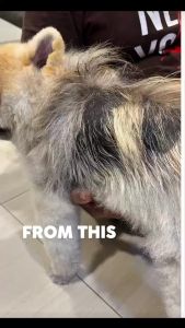 Probiotics Hypoallergenic Pet Shampoo For sensitive & itchy skin Deep gentle & moisturising wash Soften fur