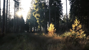 เปลญวณสำหรับตกแต่ง ABS กิ้งก่าสัตว์เลื้อยคลานสำหรับเปลือกแก้วการจำลองการติดตั้งที่ปลอดภัยที่อยู่อาศัย