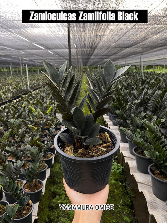 กวักมรกตดำ กระถาง 6 นิ้ว ไม้ฟอกอากาศ ไม้มงคล