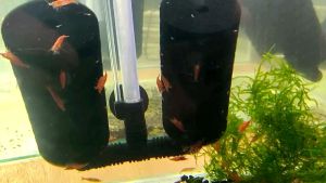 CHERRY SHRIMP / RED CHERRY SHRIMP（樱桃米虾）（DELIVER TIME:MONDAYTUESDAYWEDNESDAY）（CASH ON DELIVERY IS NOT ACCEPTED）