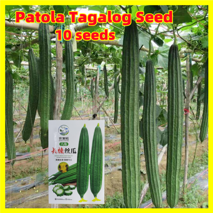 F1 Hybrid Long Loofah Seeds for Planting 长棱丝瓜种子 - 100% Fresh 10seeds ...