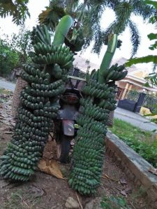 TERMURAH!!!Jual Bibit Bonggol Pisang Kepok Tanjung Jual Bibit Pisang Kepok Tanpa Jantung