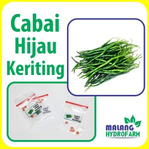 Benih Cabai Hijau Keriting Unggulan berkualitas biji bibit hydroponik hidroponik sayuran sayur ijo
