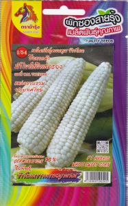 ม้ารุ้ง ผักซอง Z1/54 ข้าวโพดขาวหวานลูกผสม ข้าวโพดขาวข้าวเหนียว เมล็ดพันธุ์ ข้าวโพด เมล็ดพันธุ์ผัก เมล็ดผัก ผักสวนครัว ตราAAA