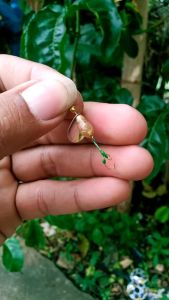 Umpan mancing ikan Solusi mancing strike terus dengan kail akitakitsune