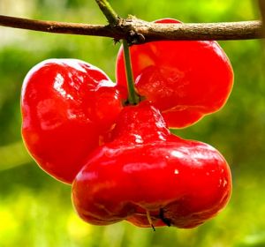 Bibit Tanaman Jambu Air Kancing Merah Unggulan