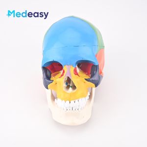 Color‑Coded Human Skull Anatomical Model Medical training or teaching