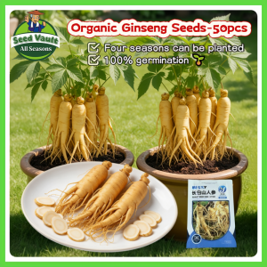 Fast Growing 50pcs Fresh Organic Ginseng Seeds for Planting High Yield Ginseng Plants Seeds for Sale Panax Schinseng Herb Seeds Korean Ginseng Root Seeds Bonsai Tree Ginseng Live Plants for Sale Garden Ginseng Seedlings Rare Vegetables Seeds for Planting