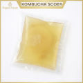 Kombucha SCOBY tốt cho sức khỏe, con giống thủy sâm làm trà. 