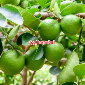 bibit jeruk nipis sudah berbuah tanaman jeruk nipis super cangkok