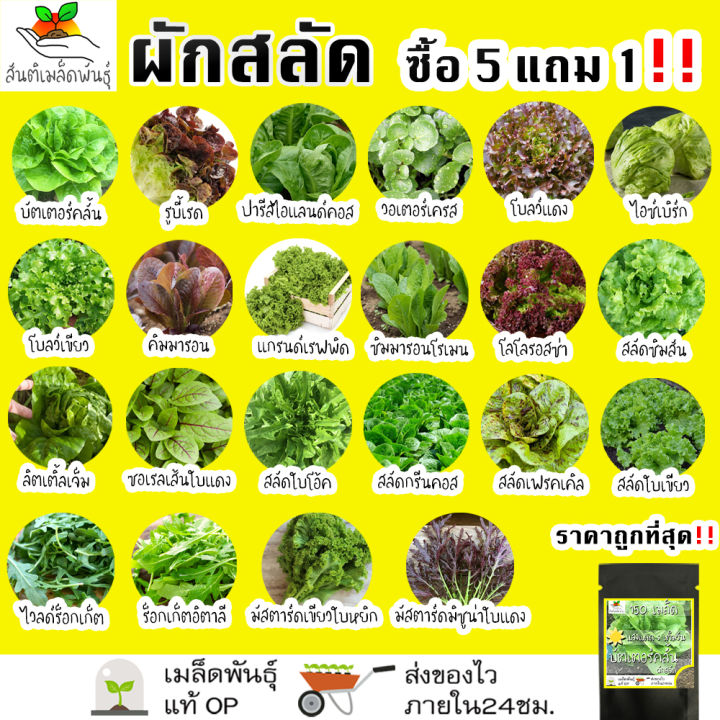 10 อันดับ เมล็ดพันธุ์ผักสลัดและผักสวนครัว ยอดนิยม ปลูกง่าย โตไว อัปเดตปี 2025