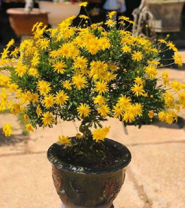 "G%C3%B3i%2050%20H%E1%BA%A1t%20"%20H%E1%BA%A1t%20gi%E1%BB%91ng%20hoa%20c%C3%BAc%20th%C3%A2n%20g%E1%BB%97%20-%20c%C3%BAc%20tr%C6%B0%E1%BB%9Dng%20th%E1%BB%8D%20-%20Image%2010