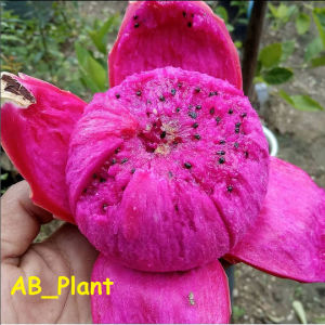 Bibit Tanaman Buah Naga Merah Super Jumbo Manis