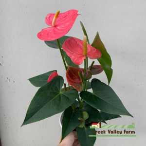 [Live Plant] CVF Anthurium Colorado Netherlands Pink Anthurium |  | 溪谷农场 荷兰粉红女郎  科罗拉多州 火鹤花