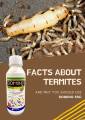 Domino 5SC Fipronil Termiticide Termites Wood Anay Killer Bukbok Termite Killer Spray No Odor Odorless 1 Liter. 