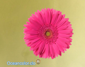 Hình ủi ép nhiệt-hình in áo Hình Hoa Cúc Đẹp may mắn-ủi trực lên vảiáo bằng bàn ủibàn làhình in thiết kế rất đẹp-Gía khuyến mãi-OCEANCOLOR.CLO-LUCK