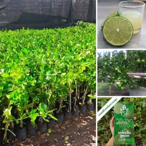 ต้นมะนาวทูลเกล้าไร้เมล็ด ขนาด 65-100 ซม. ลูกดกมาก น้ำเยอะ กลิ่นหอม ที่สำคัญพันธุ์นี้ทนโรคมาก เหมาะสำหรับปลูกไว้ใช้ในครัวเรือน