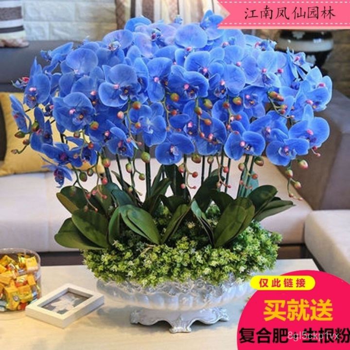 1000 Hồ Điệp Trong Chậu Hạt Giống Ban Công Sân Vườn Trong Nhà Hạt Giống ...