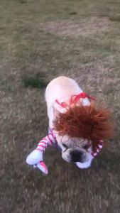 Halloween Dog Cat kostum Funny pakaian laras anjing Cosplay kostum set pakaian Novelty untuk Bulldog anjing Coat
