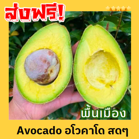🔥 ส่งฟรี ‼️ (1KG) avocado🥑 อโวคาโด้ อโวคาโด อโวคาโด้ อโวคาโด้สด อโวคาโด ...