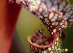 Sarracenia Leucophylla- North American Pitcher Plant