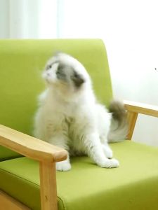 แปรงทำความสะอาดขนสัตว์เลี้ยงรุ่นใหม่ Built-in Pet Hair Collector แปรงทำความสะอาดรูปทรงเป็ดแมวและสุนัข