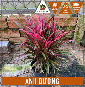 Cây Ánh Dương - Chiều cao tổng tầm 20-30 cm - Phù hợp sân vườn công trình!