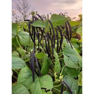 Bibit Benih Kacang Hijau Kwalitas Super isi 1 kg vima 3