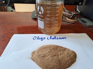 Vắc Xin cây trồng hoạt hóa (dạng bột) - Oligo Chitosan - Tăng Đề Kháng Tối Đa Cho Cây ( gói 100g / 500g)