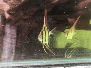 Altum Anglefish 1 inch