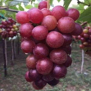 Cây nho giống Đỏ Ninh Thuận leo giàn trồng chậu thùng xốp sân thượng ND01