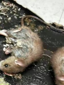 10pcs Super Sticky Rat Trap Board Mouse And Insect Glue Control