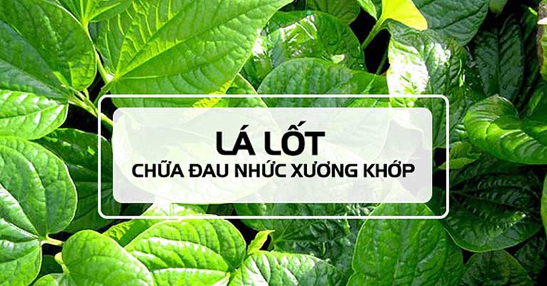 Làm thế nào để tận dụng tối đa hiệu quả của cây lá lốt khô trong điều trị đau nhức xương khớp?