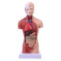 ✶【COD】Human Torso Body Model Anatomy Anatomical Medical Internal Organs For Teaching❂. 