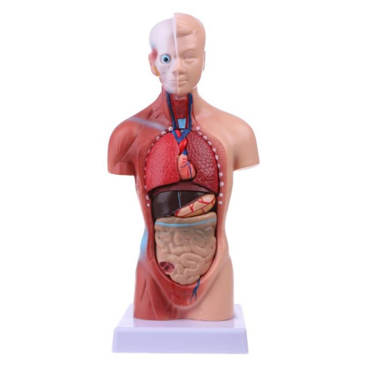 ✶【COD】Human Torso Body Model Anatomy Anatomical Medical Internal Organs For Teaching❂