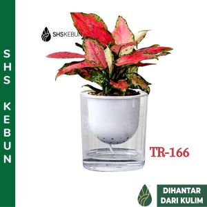 Medium 2-layer Self Watering Pot Flower Pot TA09 Pasu Bunga Bersumbu 懒人花盆 SHS Kebun