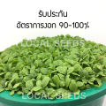 🌱เมล็ดผักสลัดอินทรีย์ ผักกาดแก้ว(หอมห่อ) 100 เมล็ด 10แถม1 🌱อัตราการงอกสูง มีคู่มือการปลูกทุกซอง เมล็ดพันธุ์ เมล็ดพันธุ์ผัก. 
