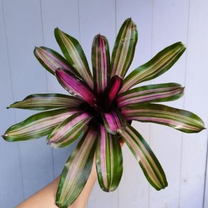 SOV Bromeliad Neoregelia Zoe Bromeliad Fireball Indoor Plant Rare Plant Real Live Plant
