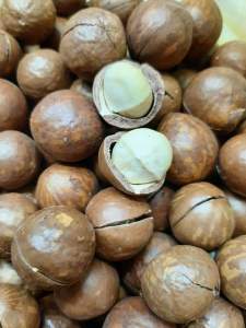 MACCA LÂM ĐỒNG loại ngon hạt to mỏng vỏ cơm dày thơm ngon giàu dinh dưỡng