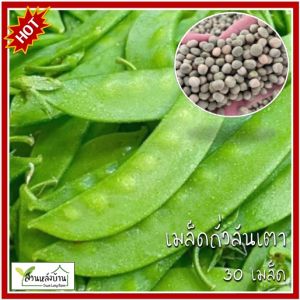 30 เมล็ด ถั่วลันเตา เมล็ดพันธุ์ถั่วลันเตา ถั่วลันเตาฝักแบน เมล็ดถั่วลันเตาฝักแบน ถั่วลันเตากินฝัก
