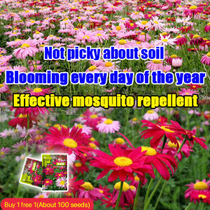 . Plant Seeds and Bulbs  [Courtyard Essentials] 2PCS Pyrethrum cinerariifolium seeds