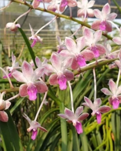 กล้วยไม้ เทดดี้แบร์  ..หนวดพราหมณ์xลาเมลาต้า ติดไม้ ออกดอกเดือน กพ.-เม.ย. กล้วยไม้สวยๆ /Taeng Suan shop